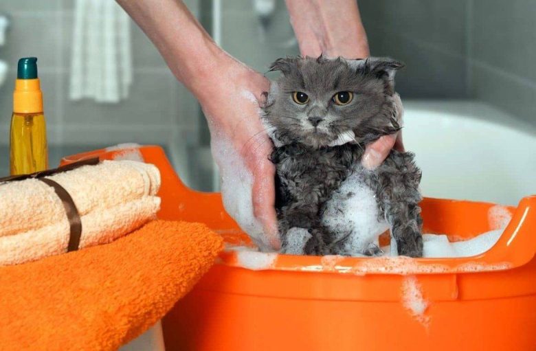 Как вымыть кота или кошку?