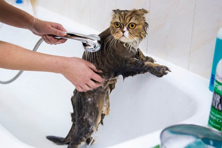 Как вымыть кота или кошку?