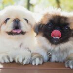 Миниатюра к 