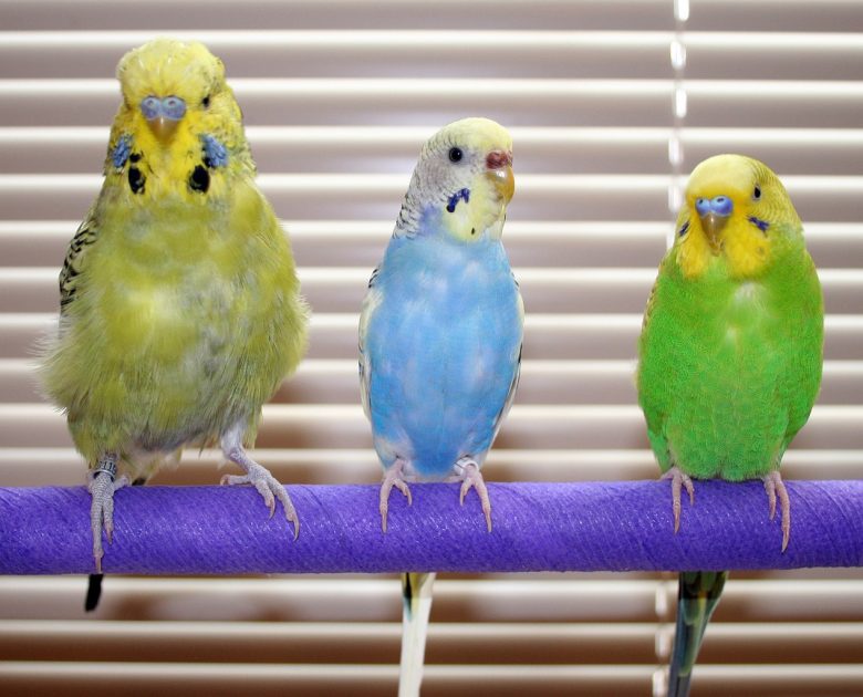 Волнистые попугайчики в вашем доме