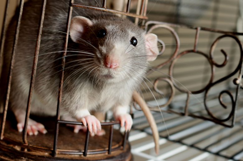 Декоративная крыса - домашнее животное