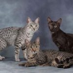 Миниатюра к