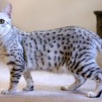 Миниатюра к