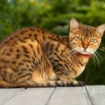 Миниатюра к