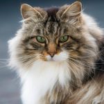 Миниатюра к