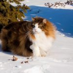 Миниатюра к