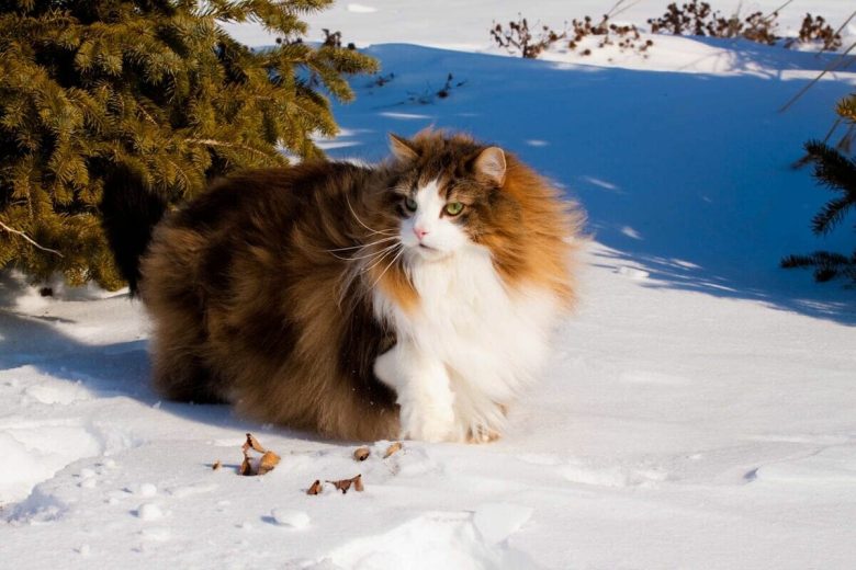 Норвежская лесная кошка описание породы, характер