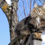 Миниатюра к