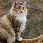 Миниатюра к