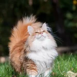 Миниатюра к