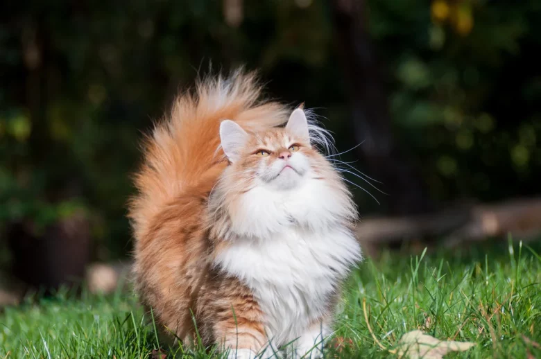 Норвежская лесная кошка описание породы, характер