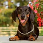 Миниатюра к