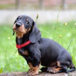 Миниатюра к