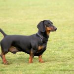 Миниатюра к