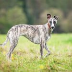 Миниатюра к