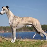 Миниатюра к