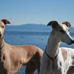 Миниатюра к