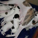 Миниатюра к