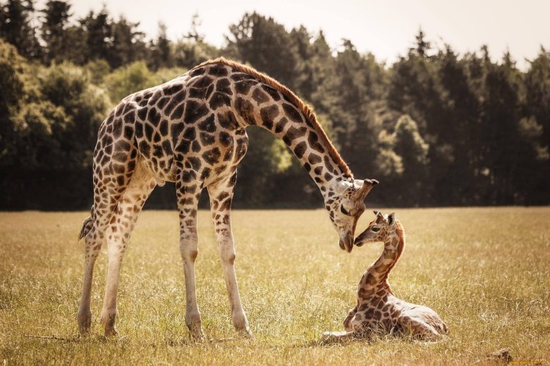 20 интересных фактов про жирафов