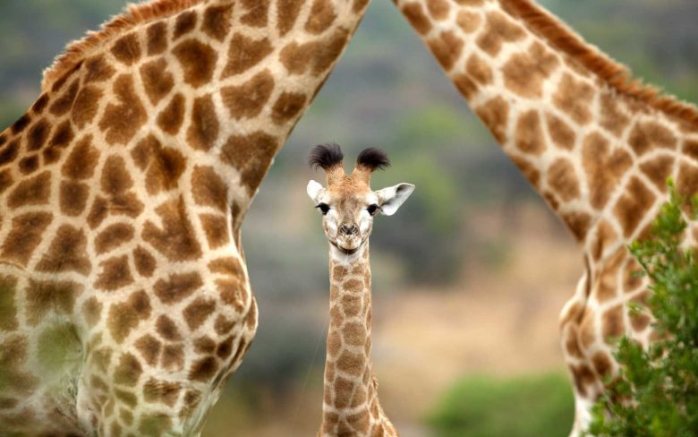 20 интересных фактов про жирафов
