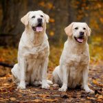 Миниатюра к 