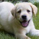 Миниатюра к 