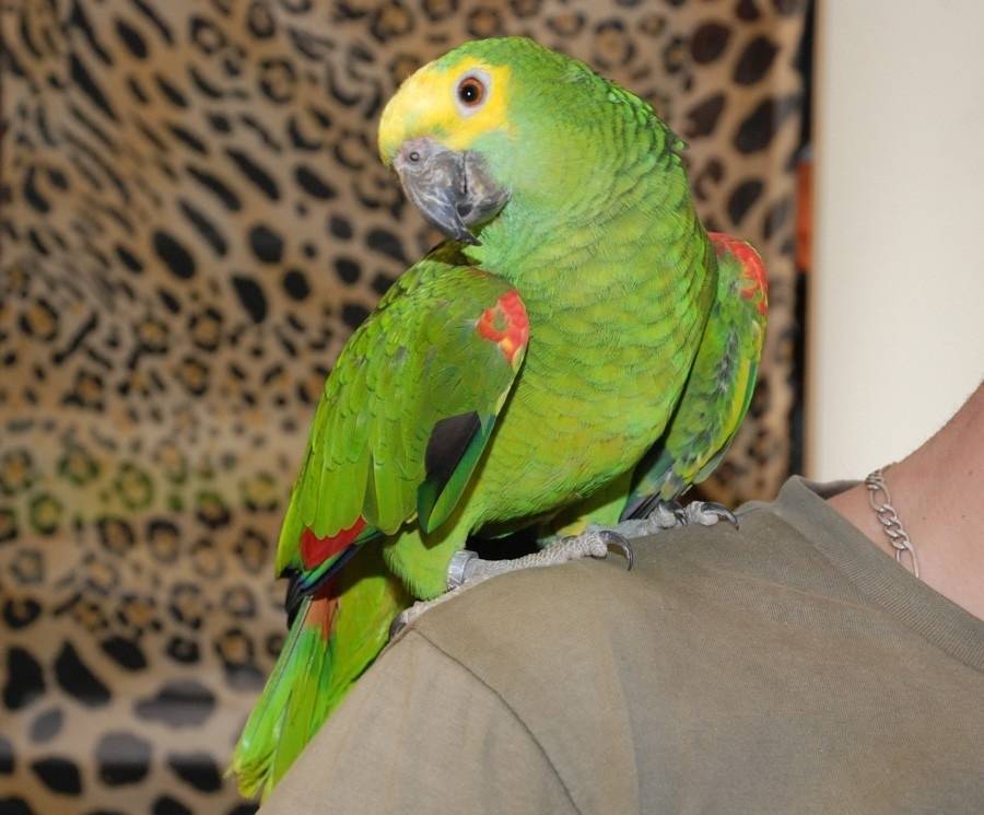 Попугай Амазон - преданный друг