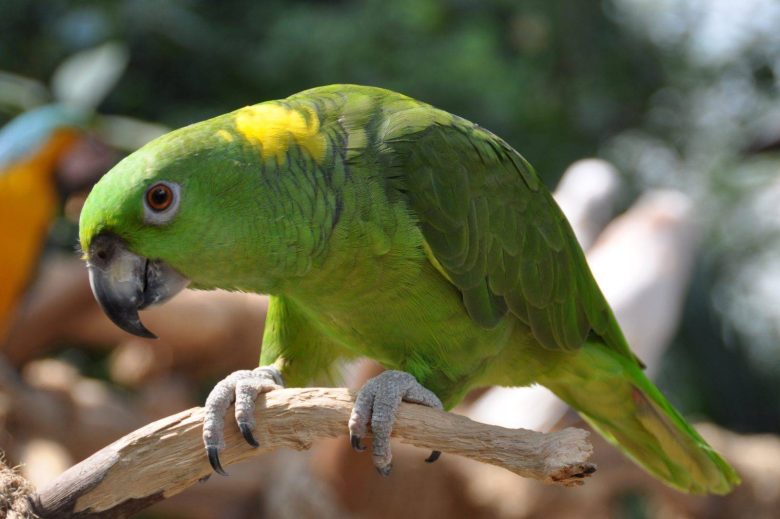 Попугай Амазон - преданный друг