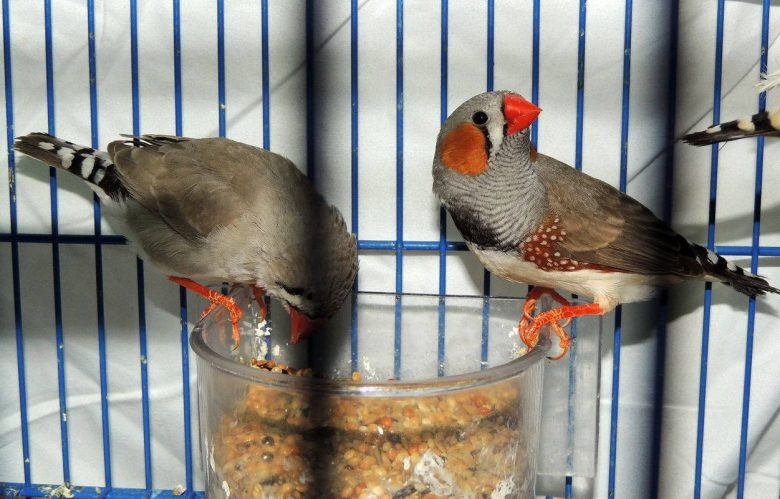 Птички амадины и их содержание в домашних условиях