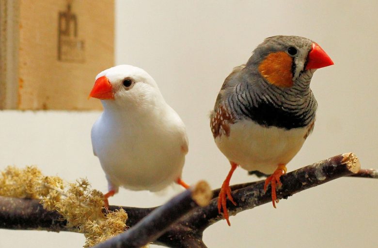 Птички амадины и их содержание в домашних условиях
