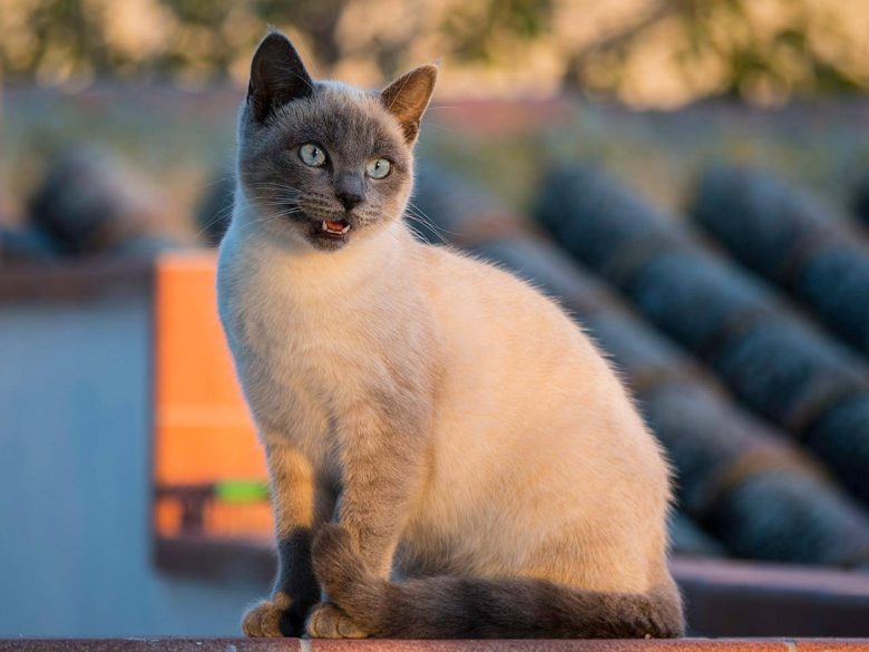 Тайская кошка. Внешний вид, характер и особенности ухода