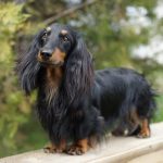 Миниатюра к