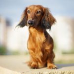 Миниатюра к