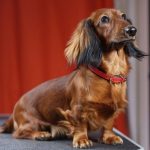 Миниатюра к