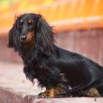 Миниатюра к