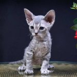 Миниатюра к