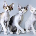 Миниатюра к