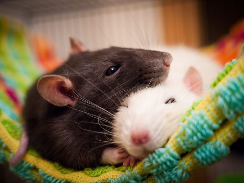 Домашняя крыса и ее особенности