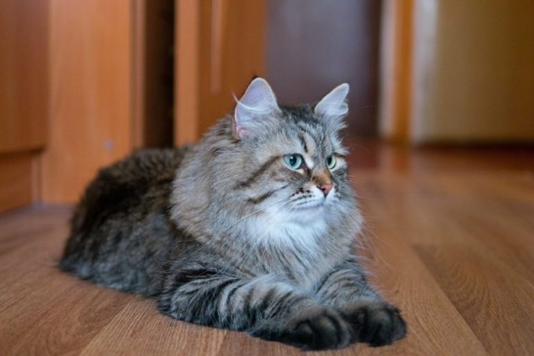 Уникальные породы российских кошек: особенности и характеристики