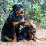 Миниатюра к