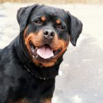 Миниатюра к