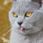 Миниатюра к