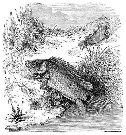 Интересные факты о рыбах – описание и видео