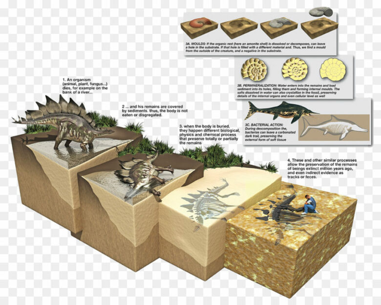 Как сохранились кости динозавров? Описание, схема, видео