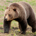 Миниатюра к