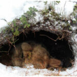 Миниатюра к