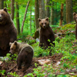 Миниатюра к