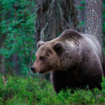 Миниатюра к