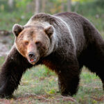 Миниатюра к