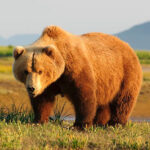 Миниатюра к